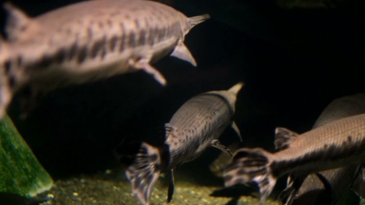 Aquarium