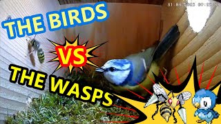 Blue Tit Deals with Wasp in Nest