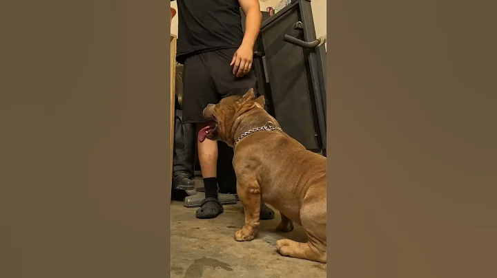 POCKET BULLY BREEDING STELLA  DOZIER FULL VIDEO ON...