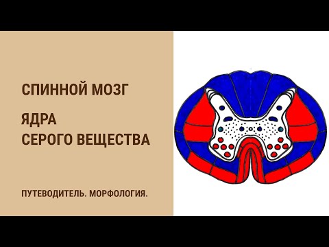 Спинной мозг. Ядра серого вещества