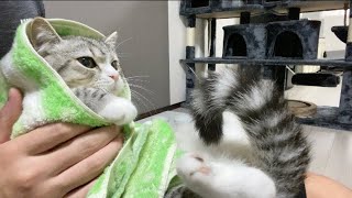 A cat is back to fluffy on a towel after a bath!