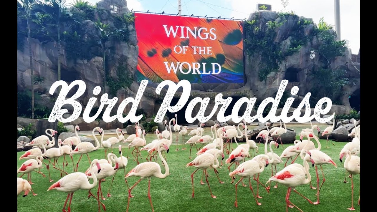 Bird Paradise Singapore The most number of flamingos ever!? YouTube
