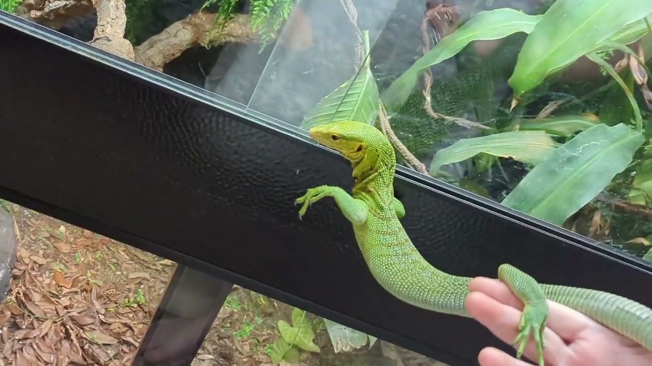 Kale, tree monitor, attempting to sneak upstairs.