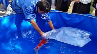 Rinyukai 2014 Grand Champion