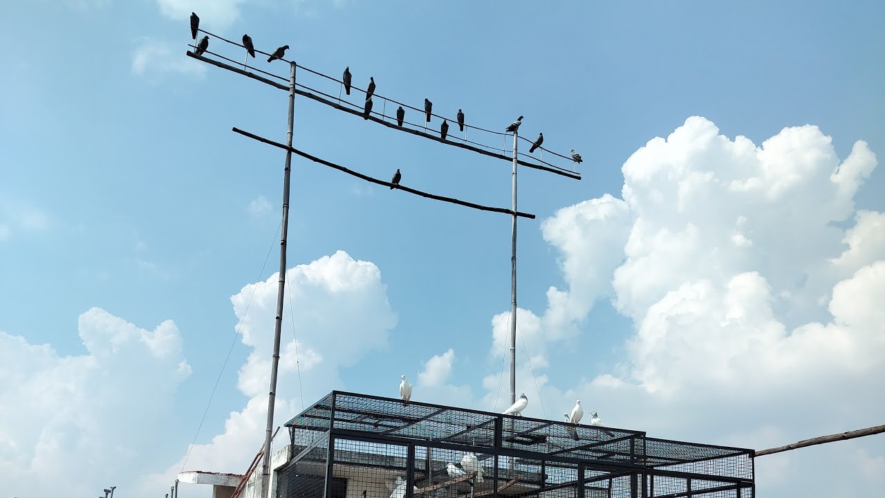 Kalpara Monu Pigeon Club is live now welcome to 🌹 Allhabadi kalduma Kalpara ...