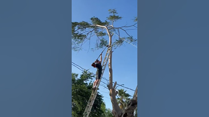 How NOT to trim a tree on 24 ft ladder 😮 ((close call))