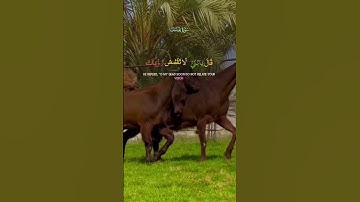 #القران_الكريم #اكسبلور #دويتو #تيك_توك #المصحف #duet #تلاوه_خاشعه #خيل #ترند #راحة_نفسية