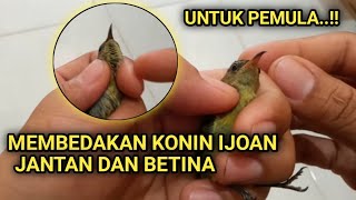 MUDAH..!!CARA MEMBEDAKAN KONIN IJOAN JANTAN DAN BETINA
