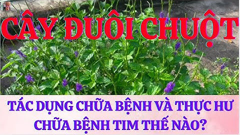 Cây Đuôi Chuột: Tác Dụng Chữa Bệnh Và Thực Hư Chữa Bệnh Tim Thế Nào?