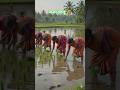🌾 Kheti ka naya andaaz! 🚜✨ #Trending #ShortsFeed #Viral #Agriculture #ModernFarming