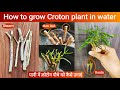 Croton plant II how to grow Croton plant ll how to grow Croton plant in water ll 🐠 & 🌱