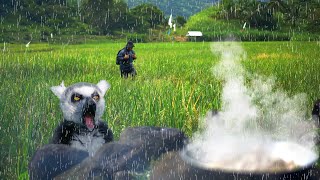 HEAVY RAIN CANT STOP MR. LEMUR FROM COOKING INTO THE BEAUTIFUL RICE FIELD