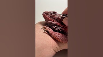 Helping babe with his shed #beardeddragon #wildlifesurvival #reptiles #wildlifesimulation