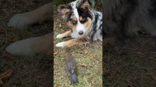 Owner Shows His Clumsy Dog How to Be Gentle With a Bird