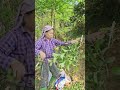 Vào rừng bóc măng nứa và gặp những thứ lạ