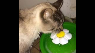 Cat drinking water from the Catit Flower Fountain