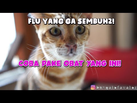 KUCING FLU GA SEMBUH2, COBAIN INI DALAM WAKTU SEMINGGU LANGSUNG SEMBUH.