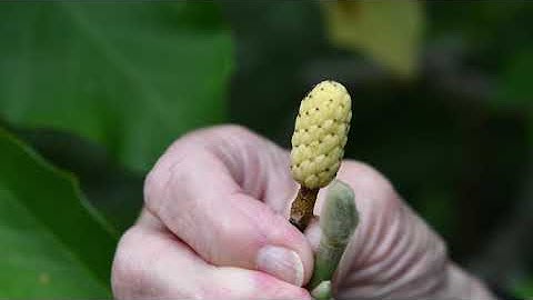 Cucumber Magnolia - Plant Chats With Val