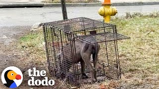 Download Lagu Limping Stray Pittie Finally Gives In And Lets Himself Be Rescued | The Dodo MP3 Download Lagu Limping Stray Pittie Finally Gives In And Lets Himself Be Rescued | The Dodo MP3