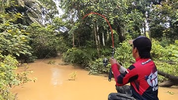 Masyaallah..!! Dapat jackpot lagi mancing saat sungai banjir besar