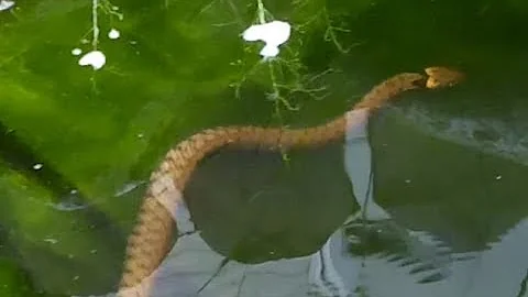 Est-ce qu'une vipère va dans l'eau ?