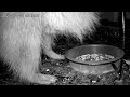    Caught on Camera: Raccoon Raids My Feeder at Dusk