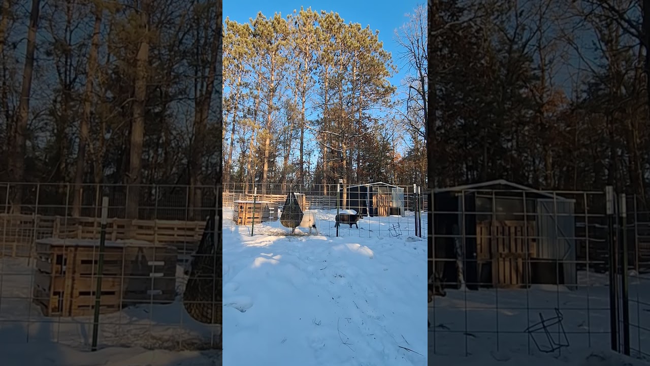 Snowy day turns beautiful #2