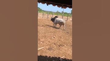 sapi po super #sapisuper #bull #cow #sapipo #sapipojumbo #cows #subscribe #brahman #sapi
