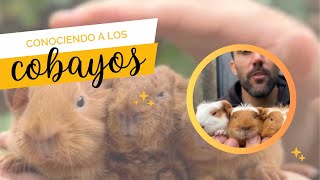 Conociendo a los cobayos 🐹