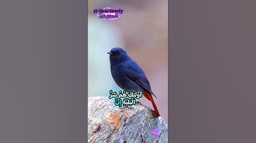 #qurankareem #quransurah #تلاوة_خاشعة #peaceful #راحة_نفسية #القرآن_الكريم #fypage #explorepage