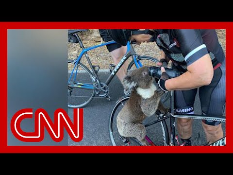 Thirsty koala stops cyclists