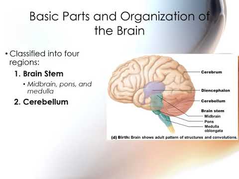 Chapter 13 Central Nervous System - YouTube