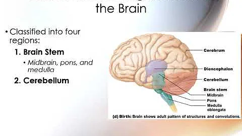 Chapter 13 Central Nervous System