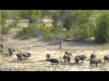 Jan 24 Djuma Cam Lions launch attack on buffalo herd