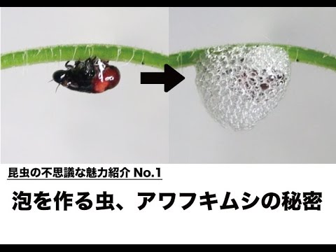 泡を作る虫 アワフキムシの秘密 昆虫の不思議な魅力紹介no １ Youtube