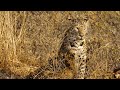 Animal Play and Development Concepts