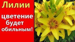 FEED THIS SPRING LILY FOR Lush flowering! / Spring Lily Care