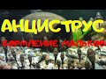 АНЦИСТРУСЫ - КОРМЛЕНИЕ МАЛЬКА. Отправка рыбы.