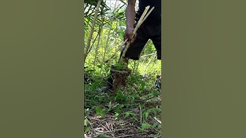Harvesting cassava part 664 #shorts #farming #cassava #nature  #cassavaroots #cassavafarming