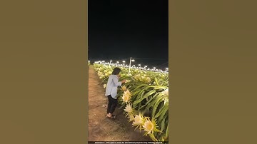 Why Do These Farmers NEED So Many Light Bulbs to Grow Dragon Fruit? 🤯