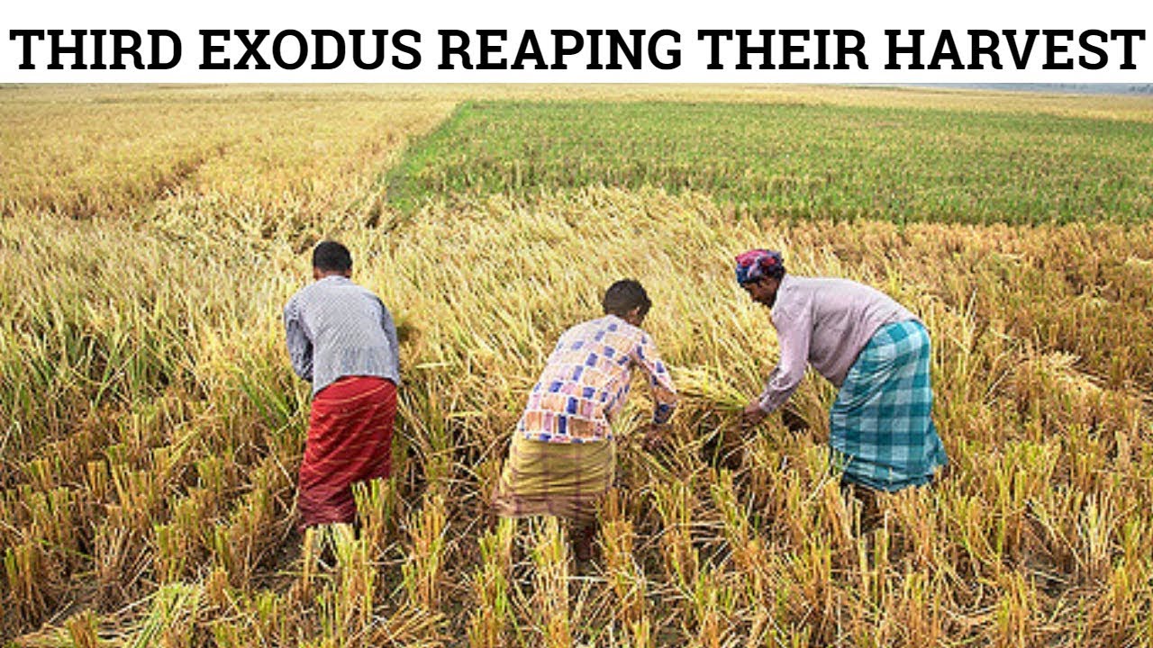 In northern india they harvest their wheat. Reap the Harvest. Harvest Crop. Harvesting Crops. Бангладеш поля.