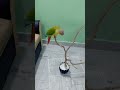 #pineapple conure parrot #trending #parrotplaytime #parrot lover