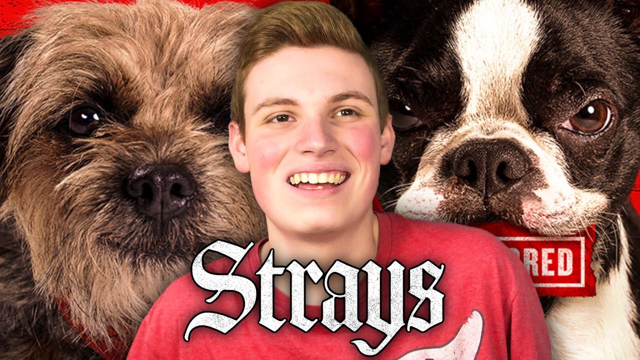 STRAYS (2023) is Stupid Fun | Movie Review - YouTube