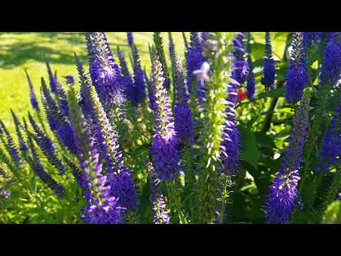 Video: Zijn Veronica vaste planten?