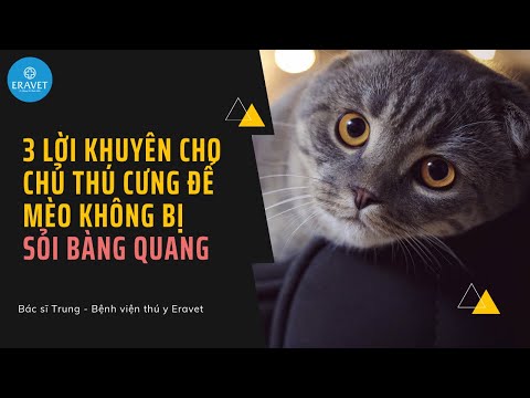 Video: Một Poodle Hoàng gia là gì?