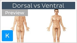 Dorsal vs Ventral (preview) - Terminology - Human Anatomy ...