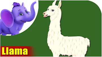 Animal Songs for Kids | Llama Song