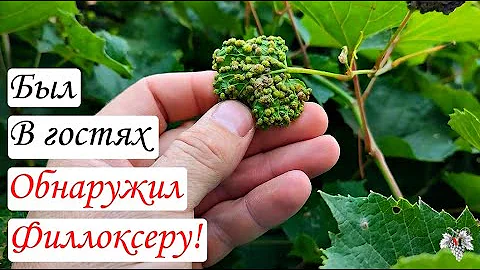 Карантинный ВРЕДИТЕЛЬ ВИНОГРАДА!!! Как выглядит заражение ФИЛЛОКСЕРОЙ