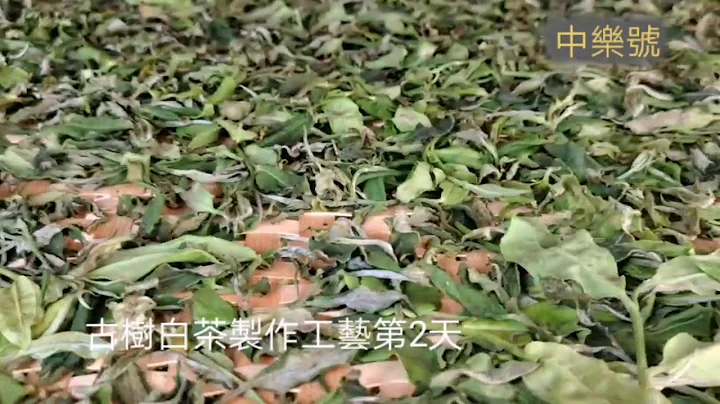 古树白茶和福鼎白茶制作工艺有什么区别？ - 天天要闻