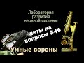 Умные вороны